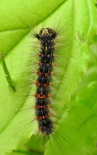 Lymantria dispar